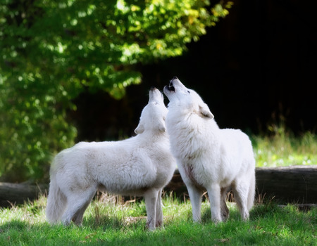 the white wolfの写真素材