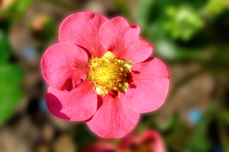 pink strawberry flowerの写真素材