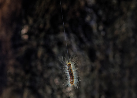 processionary caterpillarの写真素材