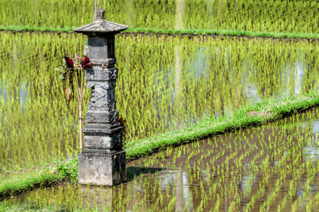 rice fields of Baliの写真素材