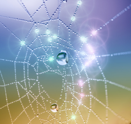 spiderweb and dewdropsの写真素材