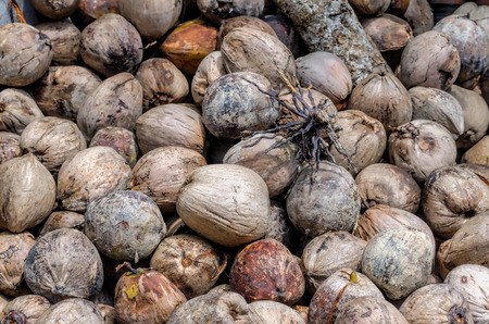 coconutの写真素材