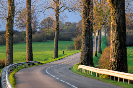 the road and the treesの写真素材