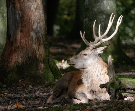deer in the forestの写真素材