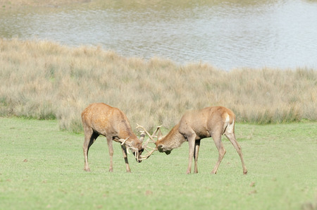 fight of deerの写真素材