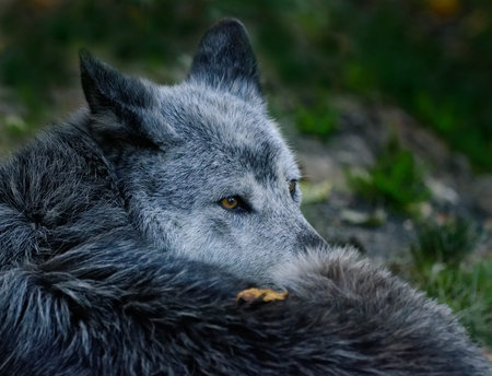 The Black Wolf