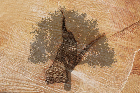 lines of wood and the treeの写真素材