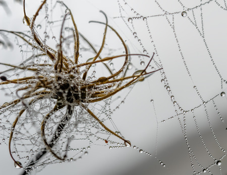 spiderweb and dewdropsの写真素材