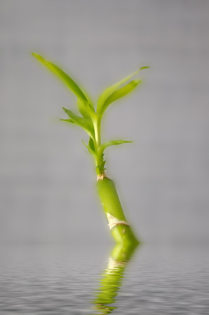 bamboo in waterの写真素材