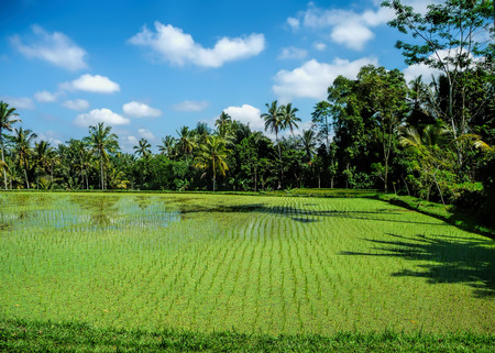 rice fields of Baliの写真素材