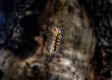 processionary caterpillarの写真素材