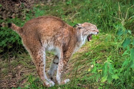 the lynxの写真素材