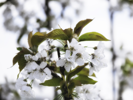 cherry blossoms in the windの写真素材