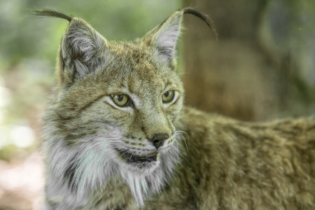 the lynxの写真素材