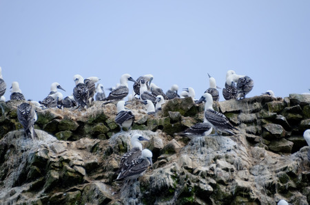 gannet on ballestas islandsの写真素材