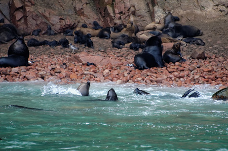 sea lion on ballestas islandsの写真素材