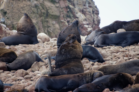 sea lion on ballestas islandsの写真素材