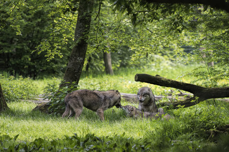 the gray wolf