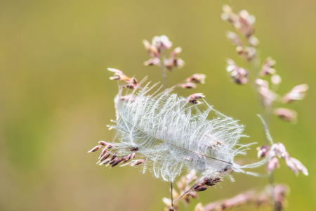 bird featherの写真素材