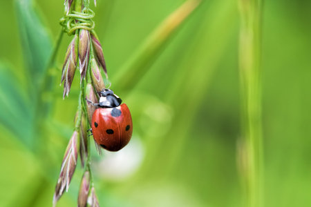 the ladybug