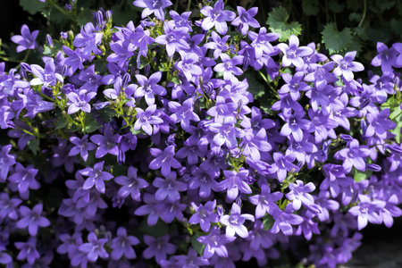campanula of wallsの写真素材