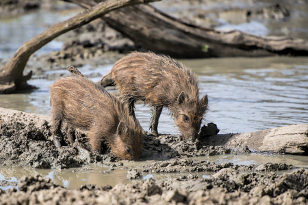 the pigletsの写真素材