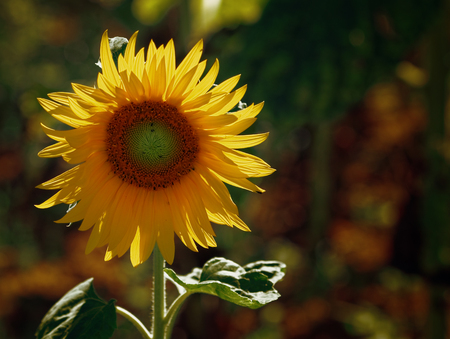 cultivation of sunflowersの写真素材