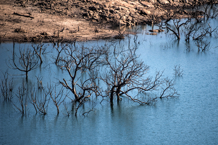 trees in the waterの写真素材
