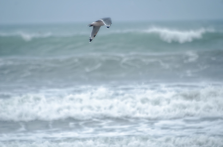 the gull and seaの写真素材