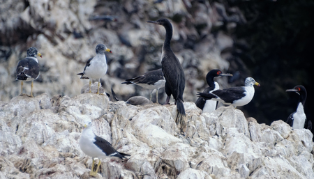 ballestas islandsの写真素材
