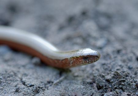 a slow wormの写真素材