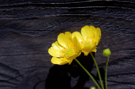 buttercup flowerの写真素材