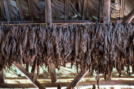 tobacco and cigar in cubaの写真素材