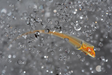 water drops and fishの写真素材