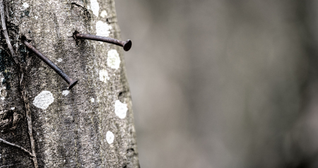 rusty nails in a trunkの写真素材