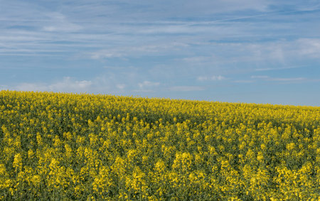 rape fields