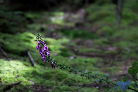 foxglove flowerの写真素材