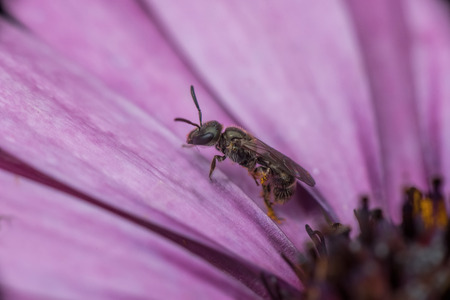Bee Hylaeus leptocephalusの写真素材