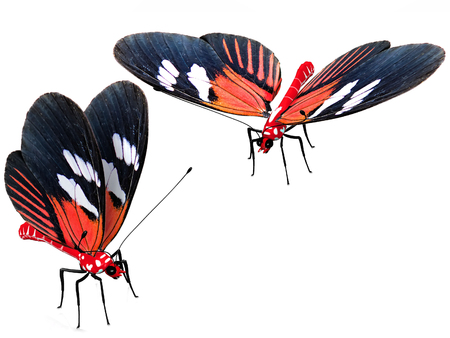 The 2 red and black butterfliesの写真素材