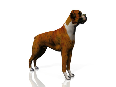 bulldogの写真素材