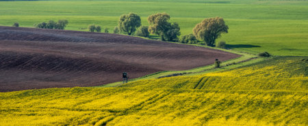 Rapeseed, cereal and plowed fieldsの写真素材