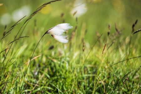 Linaigrette in Icelandの写真素材