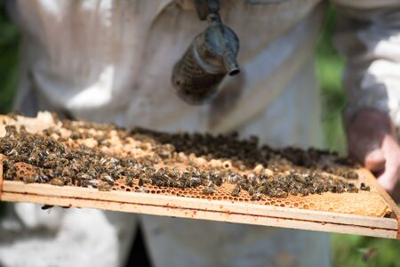 beekeeper and beesの写真素材