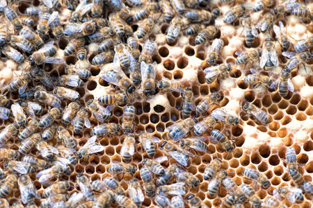 bees on a beehiveの写真素材