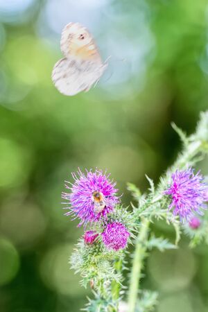 the butterfly and the bee on a thistle flowerの写真素材