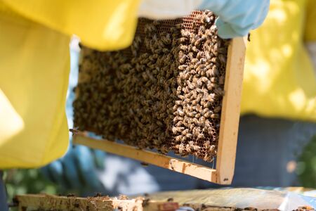 beekeeper and beesの写真素材