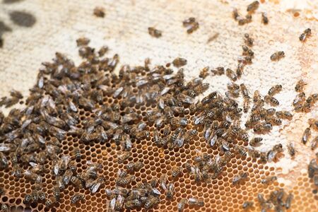 bees on a beehiveの写真素材