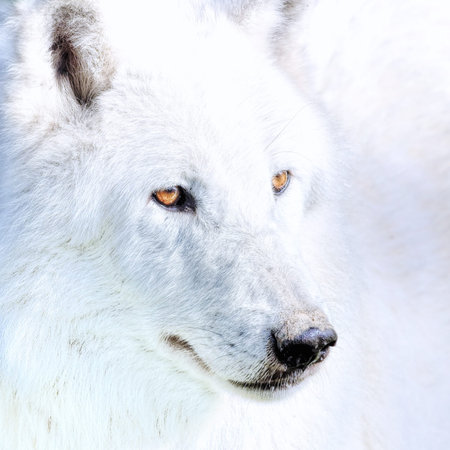 The white wolf
