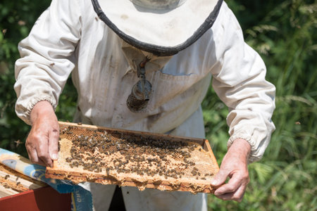 beekeeper and bees