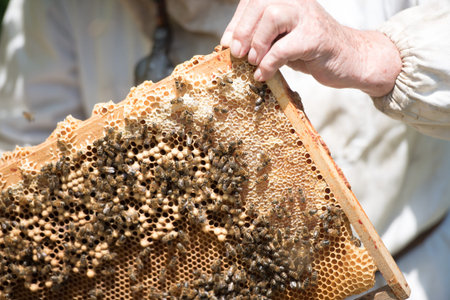 beekeeper, bees and honeycomb